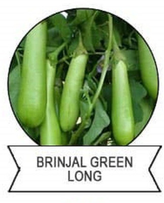 CYBEXIS F1 Hybrid Brinjal Green Long Seeds600 Seeds Seed(600 per packet)