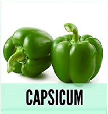 CYBEXIS Organic Green Capsicum Seeds600 Seeds Seed(600 per packet)
