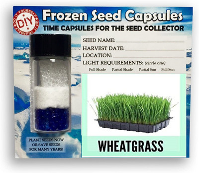 CYBEXIS Wheatgrass Microgreens1400 Seeds Seed(1400 per packet)