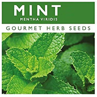Qualtivate Mint Seed(200 per packet)