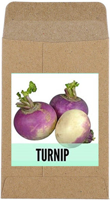 CYBEXIS Hybrid Turnip Seeds500 Seeds Seed(500 per packet)