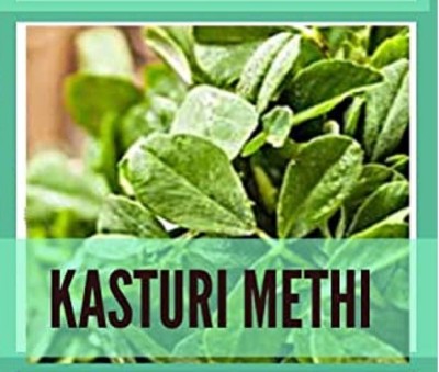 CYBEXIS Organic Kasuri Methi Seeds700 Seeds Seed(700 per packet)