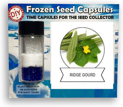 CYBEXIS Rigid Gourd,Torai800 Seeds Seed(800 per packet)