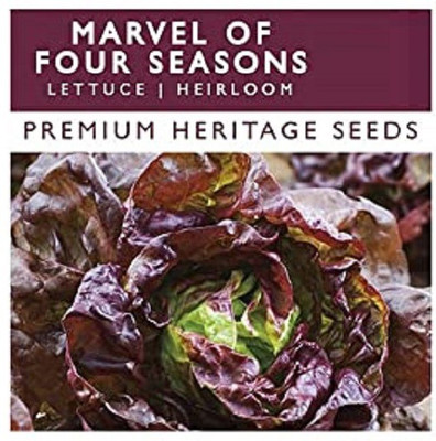 Qualtivate Lettuce seeds Seed(125 per packet)