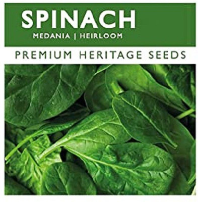 CYBEXIS Organic Spinach seeds Seeds2000 Seeds Seed(2000 per packet)