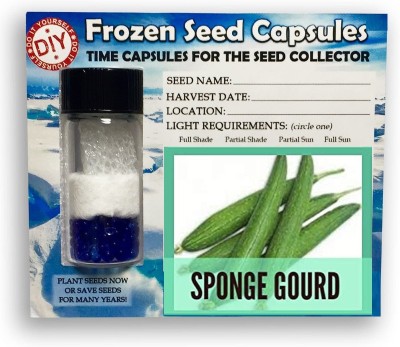 CYBEXIS Torai,Sponge Gourd400 Seeds Seed(400 per packet)