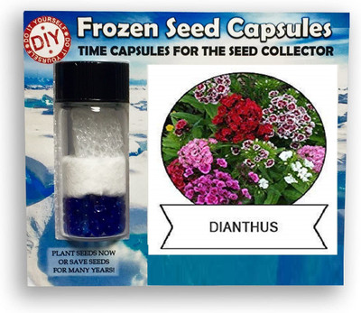 CYBEXIS Dianthus400 Seeds Seed(400 per packet)