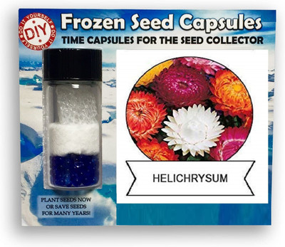CYBEXIS Helichrysum Flower400 Seeds Seed(400 per packet)
