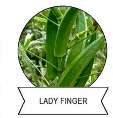 Qualtivate Okra Seed(125 per packet)