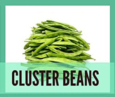 CYBEXIS Organic Cluster Beans Seeds-100 Seeds Seed(100 per packet)