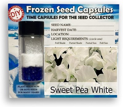 CYBEXIS White Sweet Pea-50 Seeds Seed(50 per packet)