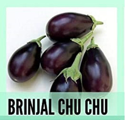 CYBEXIS Organic Brinjal Chu Chu Seeds2400 Seeds Seed(2400 per packet)