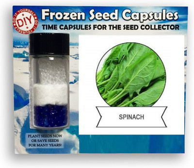 CYBEXIS Large Leaf Spinach2000 Seeds Seed(2000 per packet)