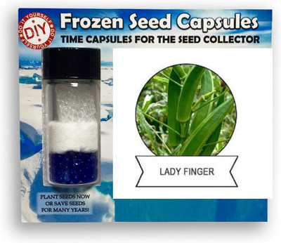 CYBEXIS Bhindi,Okra800 Seeds Seed(800 per packet)