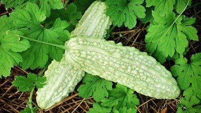 Recron Seeds Bitter Gourd White Long Seed(15 per packet)