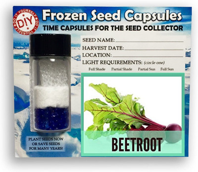 CYBEXIS Chukander,Beetroot2000 Seeds Seed(2000 per packet)