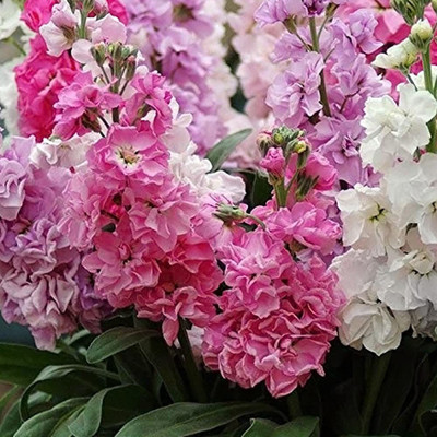 Aywal Evening Stock Matthiola Red Flower Seeds Mix/Reseeding Annual Seed(80 per packet)