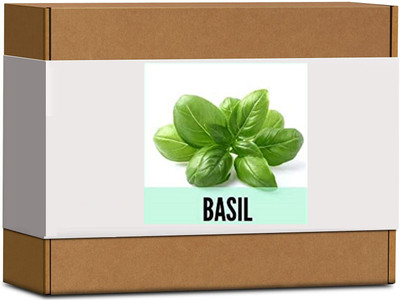 CYBEXIS Fast Germination Geovanese Basil Seeds2000 Seeds Seed(2000 per packet)