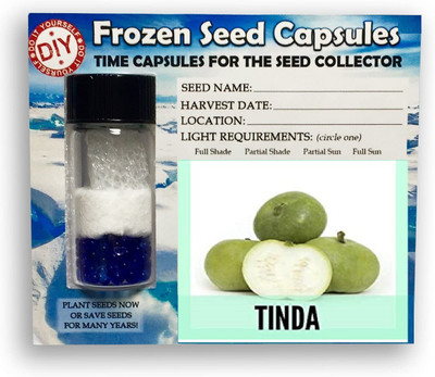 CYBEXIS Tinda,Apple Gourd400 Seeds Seed(400 per packet)