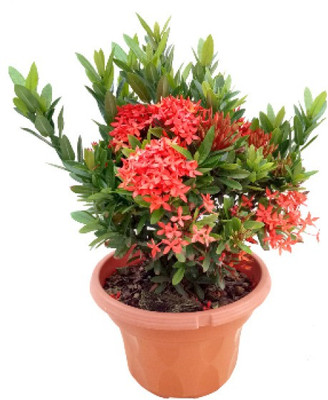 PB honey priya plant Trothic Ixora/Chethi Plant(Hybrid, Pack of 1)