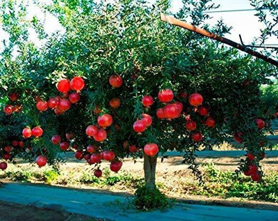 VibeX ® VXI-53 Hybrid Rare Pomegranate Anar Red Bhagwa Seeds Seed(25 per packet)