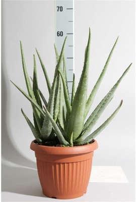 Bee Green Aloe Vera Plant(Hybrid, Pack of 1)