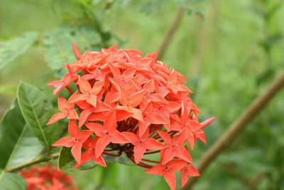 PB honey priya plant Trothic Ixora/Chethi Plant(Hybrid, Pack of 1)