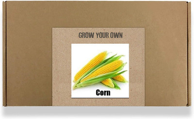 CYBEXIS Corn Seed(1000 per packet)