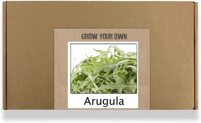 CYBEXIS Fast Germination Arugula Seeds700 Seeds Seed(700 per packet)