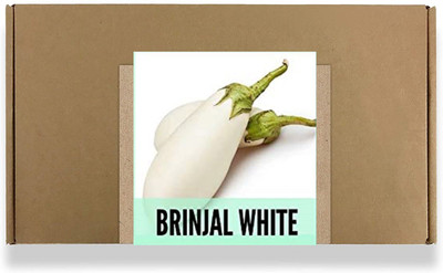 CYBEXIS Fast Germination Brinjal White Seeds600 Seeds Seed(600 per packet)