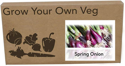 CYBEXIS Heirloom Spring Onion Welsh Red Seeds4000 Seeds Seed(4000 per packet)