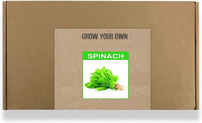 CYBEXIS Fast Germination Spinach Seeds1000 Seeds Seed(1000 per packet)