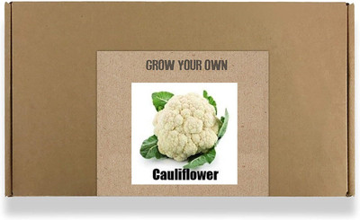 CYBEXIS Fast Germination White Cauliflower Seeds2000 Seeds Seed(2000 per packet)