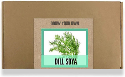 CYBEXIS Fast Germination Dill Soya Seeds700 Seeds Seed(700 per packet)