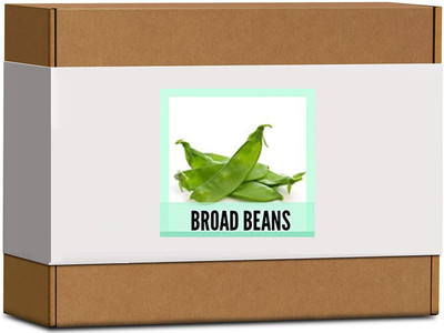 CYBEXIS High Germination Broad Beans Seeds800 Seeds Seed(800 per packet)