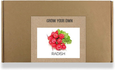 CYBEXIS Fast Germination Red Cherry Radish Seeds600 Seeds Seed(600 per packet)