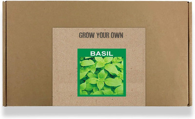 CYBEXIS Fast Germination Italian Basil Seeds2000 Seeds Seed(2000 per packet)