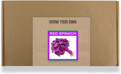 CYBEXIS Fast Germination Red Spinach Seeds4000 Seeds Seed(4000 per packet)