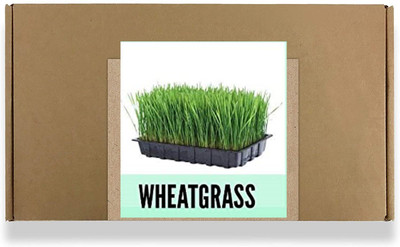 CYBEXIS Fast Germination Wheatgrass Seeds2800 Seeds Seed(2800 per packet)