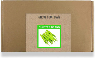 CYBEXIS Fast Germination Cluster Beans Seeds400 Seeds Seed(400 per packet)