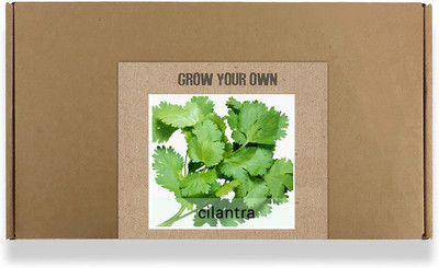 CYBEXIS Fast Germination Coriander Seeds700 Seeds Seed(700 per packet)