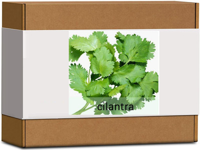 CYBEXIS High Germination Cilentra Seeds700 Seeds Seed(700 per packet)