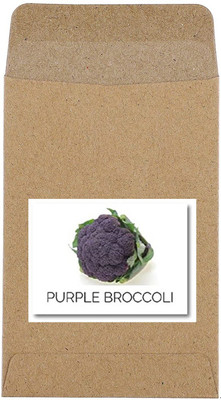 CYBEXIS Guarenteed Germination Purple Broccoli Seeds2000 Seeds Seed(2000 per packet)