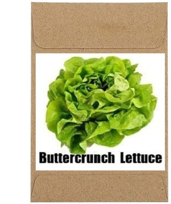 CYBEXIS Guarenteed Germination Lettuce Buttercrunch Seeds1000 Seeds Seed(1000 per packet)