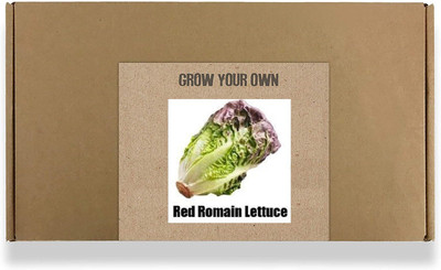 CYBEXIS Fast Germination Lettuce Red Romain Seeds2000 Seeds Seed(2000 per packet)
