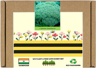 CYBEXIS F1 Hybrid Broccoli Marathon Seeds2000 Seeds Seed(2000 per packet)