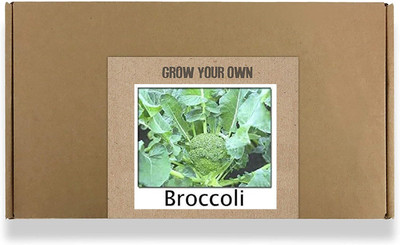 CYBEXIS Fast Germination Broccoli Seeds500 Seeds Seed(500 per packet)