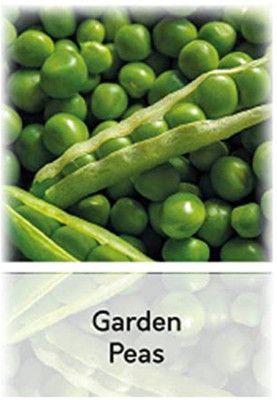 CYBEXIS Hybrid Garden Peas Seeds800 Seeds Seed(800 per packet)