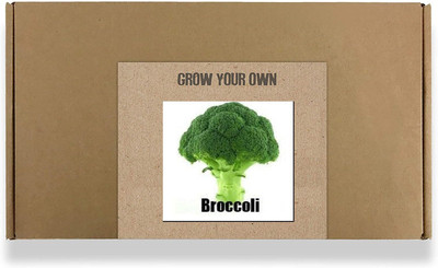 CYBEXIS Fast Germination Broccoli Seeds2000 Seeds Seed(2000 per packet)