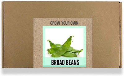 CYBEXIS Fast Germination Broad Beans Seeds-100 Seeds Seed(100 per packet)